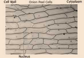 Science Class 9 Cell - The Fundamental Unit of Life Cell Structure