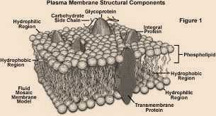 Science Class 9 Cell - The Fundamental Unit of Life Plasma Membrane