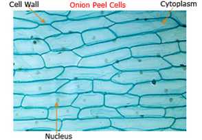 Science Class 9 Tissues cell structure