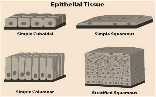 Science Class 9 Tissues epithelial tissue