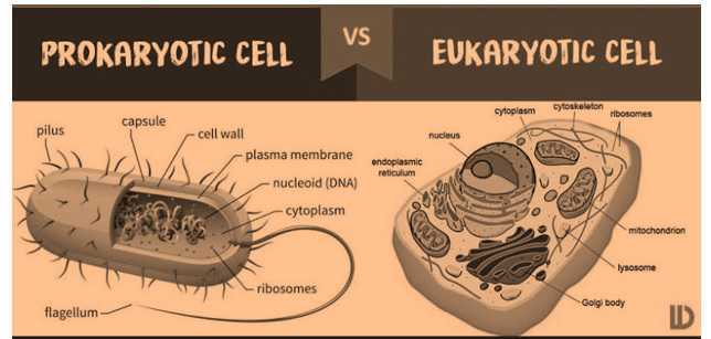 Science Class 8 Cell eukaryotic cells