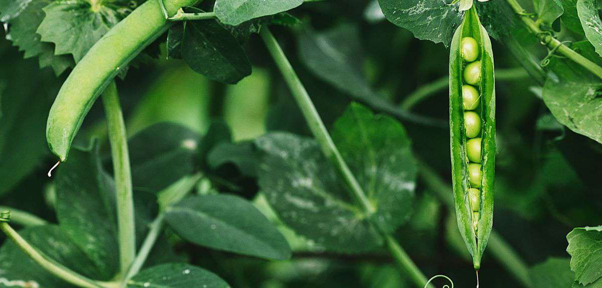 Pea plant image