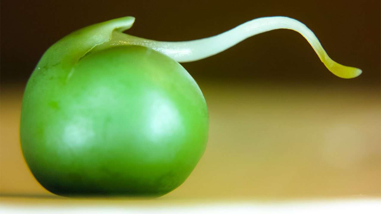 Bomb sniffing spinach