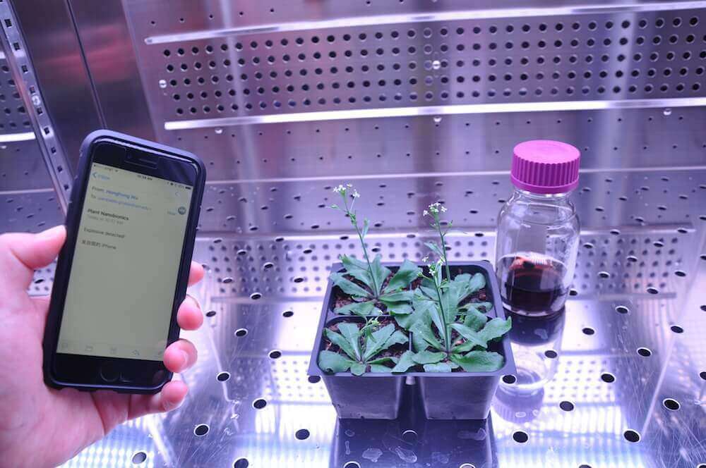 Spinach in lab