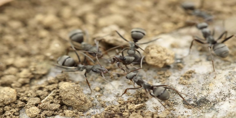 Defend Your House Against Ants – With Science