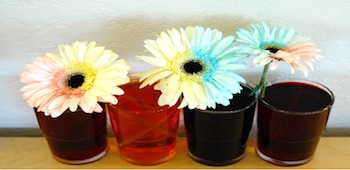 Science Experiment For Making Dyed Flowers