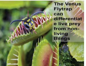 Class 1 Living & Non- Living Things - Fact