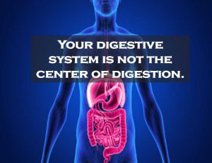 Class 4 Food And Digestion - Fact