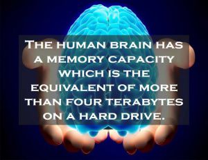 Class 4 Human Body And Health - Fact