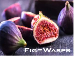 Class 6 Components Of Food - Fact