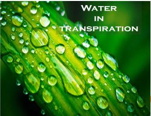 Class 7 Transportation In Plants - Fact