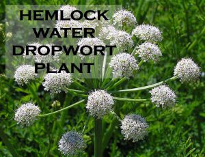 Class 8 Crop Production And Management - Fact