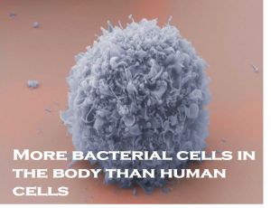 Class 9 Cell - The Fundamental Unit Of Life - Fact