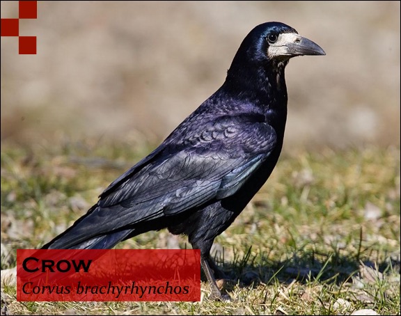 Scientific Name of Crow