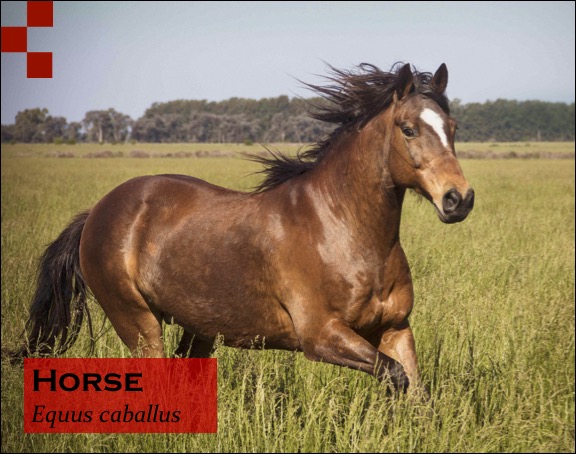 Scientific Name of Horse- Equus ferus  caballus