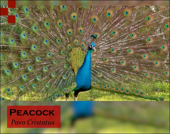 Scientific Name of Peacock
