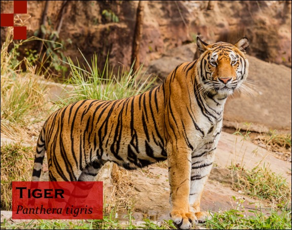 Scientific Name of Tiger