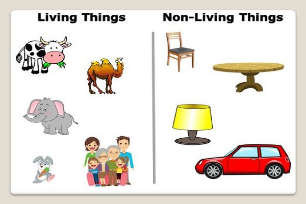 Example of Living things & non- living things in daily life