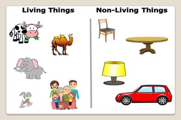 Example of Living  things  non living  things  in daily life