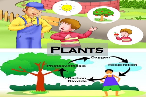 Example of Plants in daily life