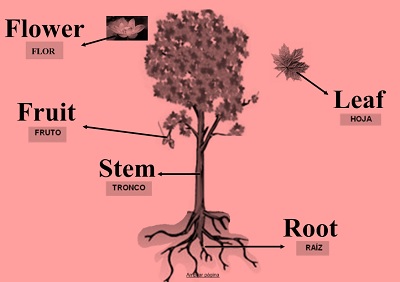 Science Class 1 Plants 