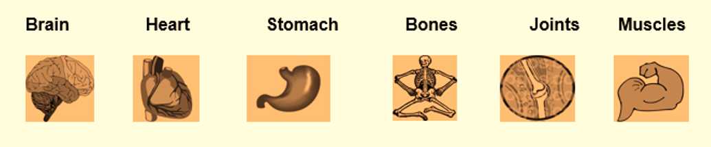 Science Class 2 Human Body Internal Organs