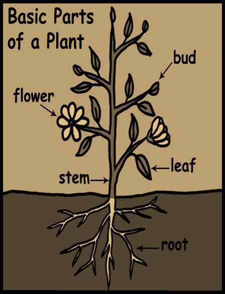 Science Class 3 Plants and Animals  