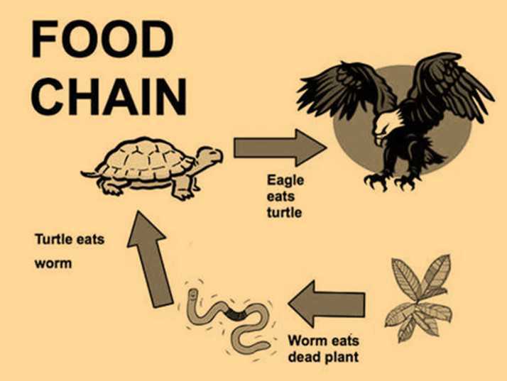 Science Class 3 Plants and Animals  