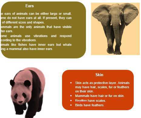 Animals Lesson For Class 4