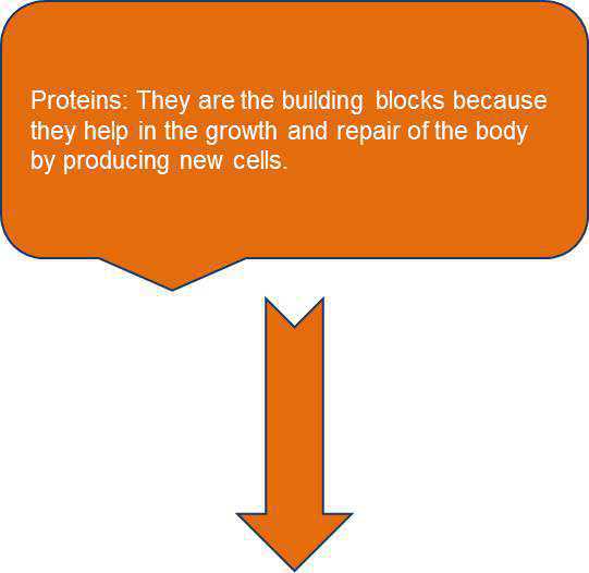 Science Class 6 Food and Its Components proteins