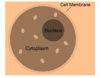 Science Class 8 Cell nucleus