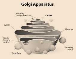Science Class 9 Cell - The Fundamental Unit of Life Golgi Apparatus