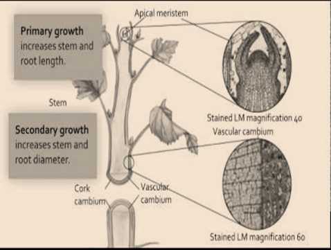 Science Class 9 Tissues meristimitic tissues