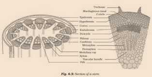 Science Class 9 Tissues permanent tissue