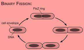 Science Class 10 Heredity and Evolution  fission