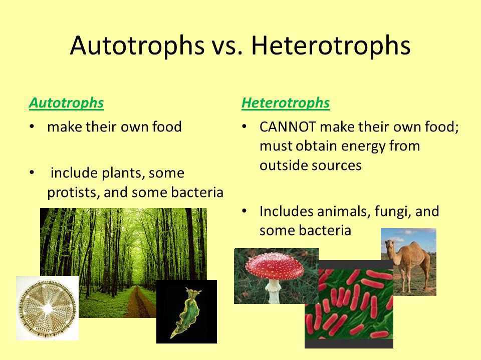 Nutrition in Plants & Animals for Class 7