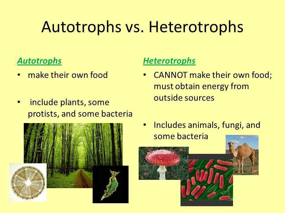 👍 Autotrophic mode of nutrition. What do you mean by Autotrophic