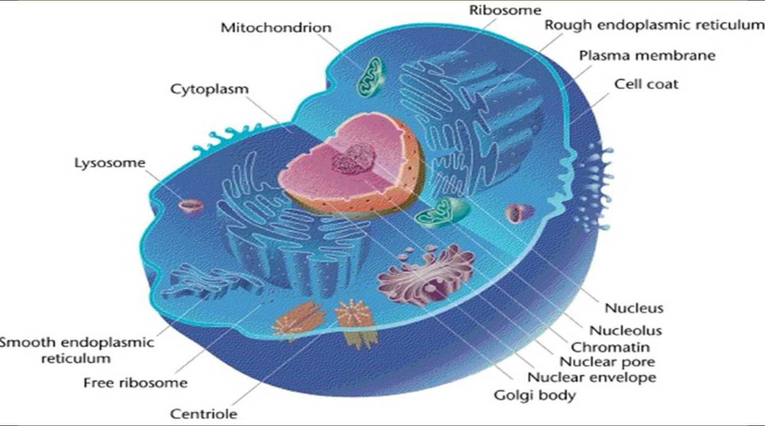 Cell- The Fundamental Unit of Life