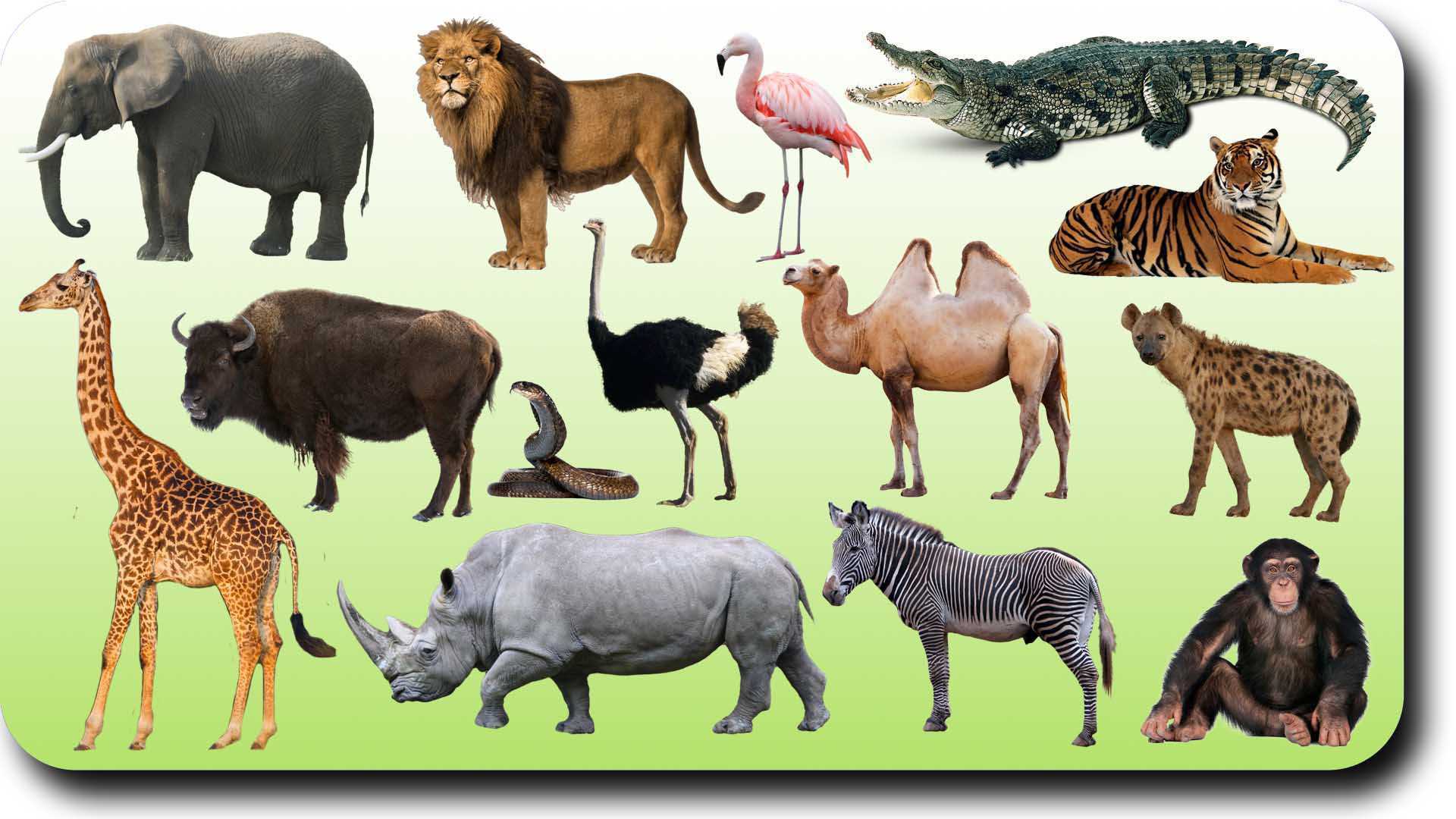 Animals - Lesson for Class 1