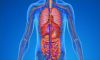 Human Body and Health image