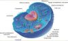 Cell- The Fundamental Unit of Life image