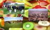 Improvement in Food Resources image
