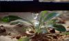 Transportation in Plants and Animals image