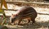 Nutrition in Plants & Animals image