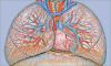 Respiration in Organism image