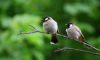 Birds image