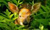 Plants and Animals image